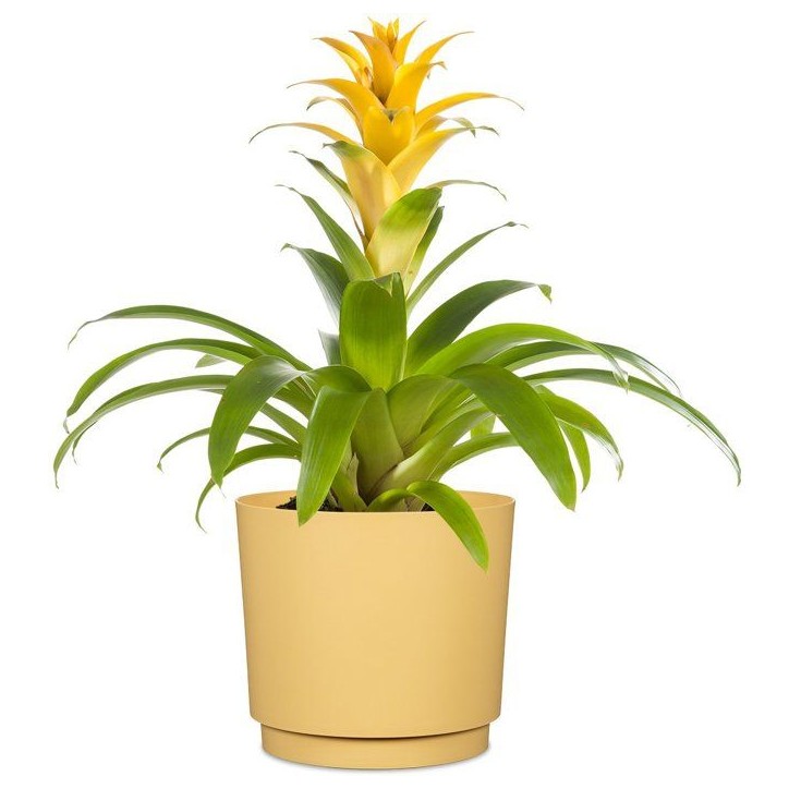 Cache-pot rond - GARDEN ID - Plano - Ø 25 - 7 L - H 22 cm - Jaune Cache-pot rond - GARDEN ID - Plano - Ø 25 - 7 L - H 22 cm - Jaune