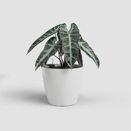Pot de fleurs - ARTEVASI - San Remo SWS 36 BR - Intérieur/extérieur - Plastique - Ø36 x H33,5 cm - 25 L - Blanc