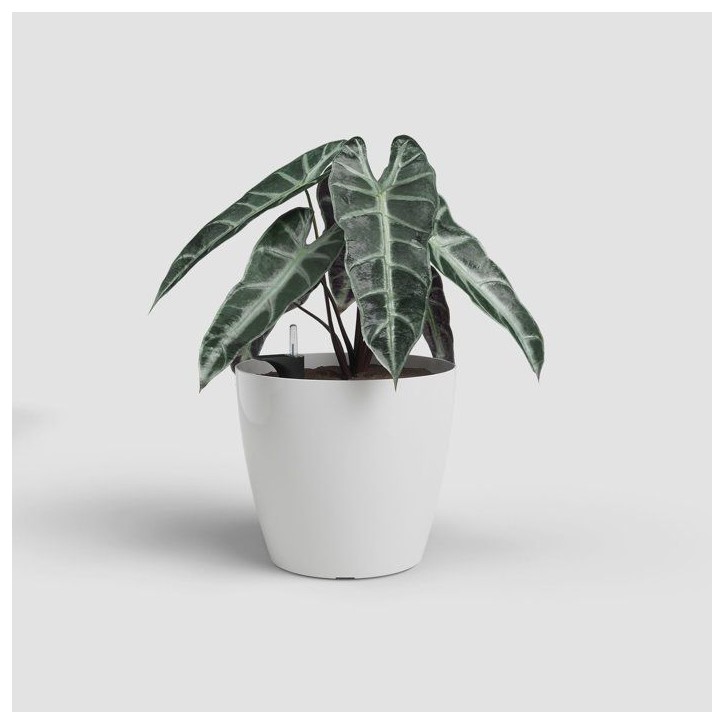 Pot de fleurs - ARTEVASI - San Remo SWS 36 BR - Intérieur/extérieur - Plastique - Ø36 x H33,5 cm - 25 L - Blanc Pot de fleurs - ARTEVASI - San Remo SWS 36 BR - Intérieur/extérieur - Plastique - Ø36 x H33,5 cm - 25 L - Blanc