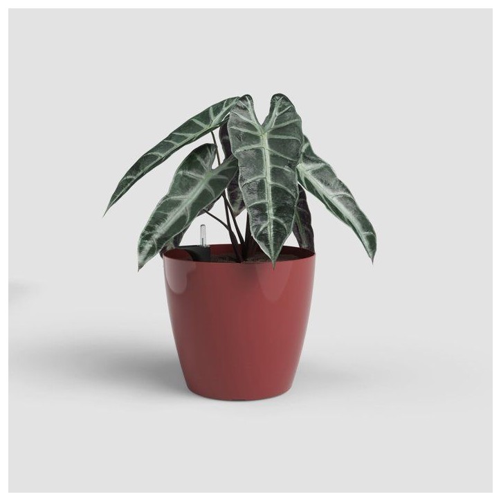Pot de fleurs - ARTEVASI - San Remo SWS 30 BR - Intérieur/extérieur - Plastique - Ø30 x H27 cm - 14,5 L - Rouge foncé Pot de fleurs - ARTEVASI - San Remo SWS 30 BR - Intérieur/extérieur - Plastique - Ø30 x H27 cm - 14,5 L - Rouge foncé