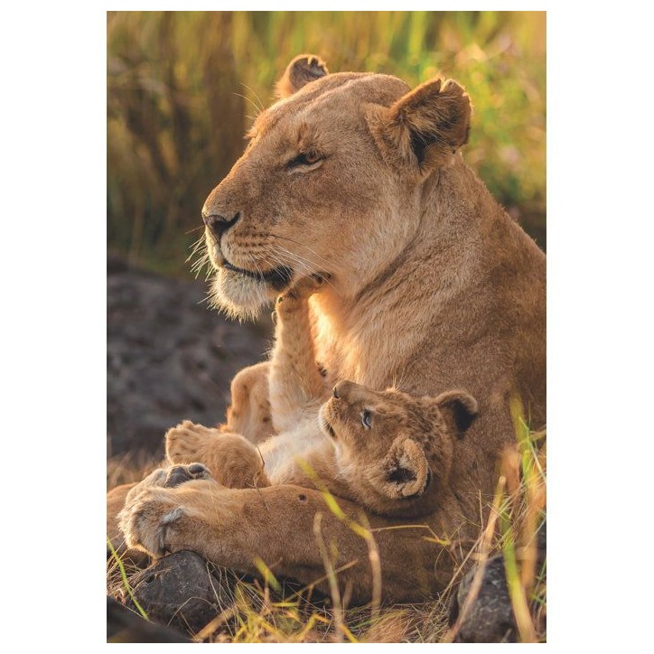 CLEMENTONI - Compact 500 pieces - Feline Love CLEMENTONI - Compact 500 pieces - Feline Love