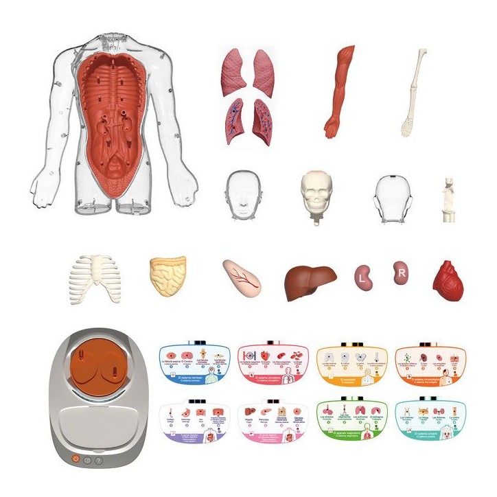 Canal Toys - So Science - Le corps humain interactif 3D avec organes amovibles et quiz éducatif - COS 005