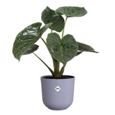 ELHO Pot de fleurs Jazz Rond - Violet - Ø 29.5 x H 27 cm - Intérieur