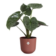 ELHO Pot de fleurs Jazz Rond - Rouge - Ø 29.5 x H 27 cm - Intérieur