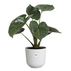 ELHO Pot de fleurs - Jazz Rond - Blanc - L 35 x B 34.5 x H 32 cm - Int