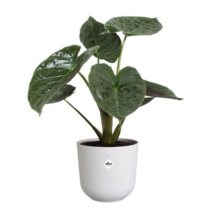 ELHO Pot de fleurs - Jazz Rond - Blanc - L 35 x B 34.5 x H 32 cm - Intérieur - 100% recyclé ELHO Pot de fleurs - Jazz Rond - Blanc - L 35 x B 34.5 x H 32 cm - Intérieur - 100% recyclé