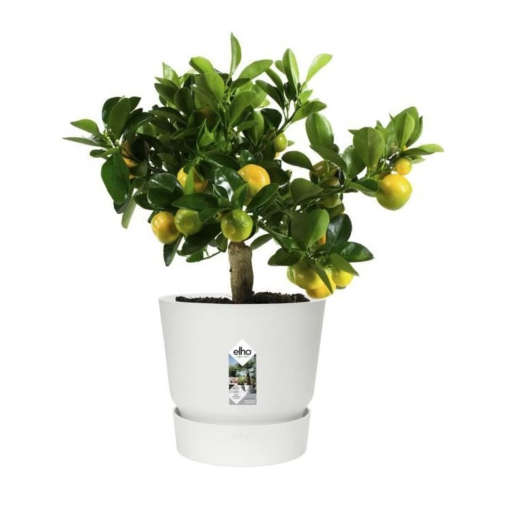 ELHO Pot de fleurs rond Greenville 25 - Extérieur - Ø 24,48 x H 23,31 cm - Blanc ELHO Pot de fleurs rond Greenville 25 - Extérieur - Ø 24,48 x H 23,31 cm - Blanc