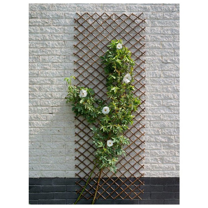 Nature Treillis de jardin 30x180 cm saule naturel marron 446397 Nature Treillis de jardin 30x180 cm saule naturel marron 446397
