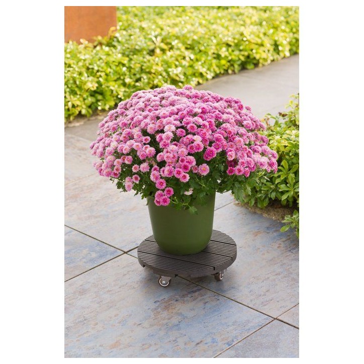 Support de pot a roulettes - NATURE - WPC H7,5 x Ø30 cm - 4 roulettes - Anthracite Support de pot a roulettes - NATURE - WPC H7,5 x Ø30 cm - 4 roulettes - Anthracite