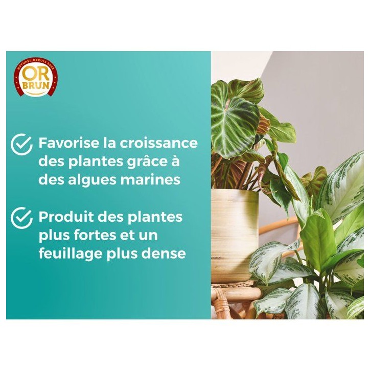 Engrais plantes vertes - OR BRUN - OBRECLPLINTER250 - 250 ml - Favorise la croissance - Fabriqué en France Engrais plantes vertes - OR BRUN - OBRECLPLINTER250 - 250 ml - Favorise la croissance - Fabriqué en France