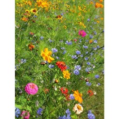 Mélange de fleurs pour coccinelles - BHS - 230 g - 15 variétés annu