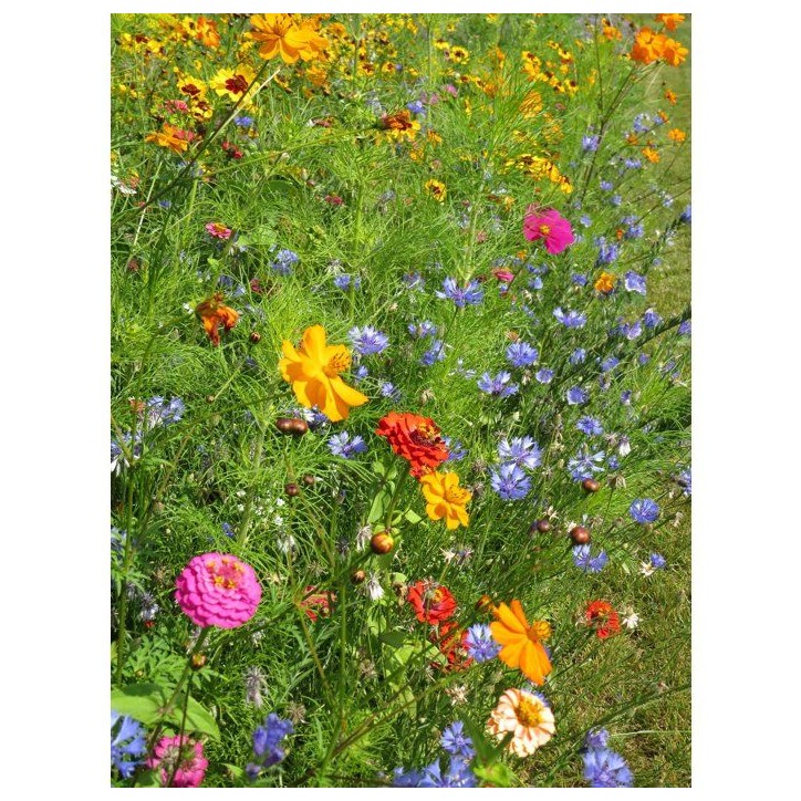 Mélange de fleurs pour coccinelles - BHS - 230 g - 15 variétés annuelles et 7 vivaces Mélange de fleurs pour coccinelles - BHS - 230 g - 15 variétés annuelles et 7 vivaces