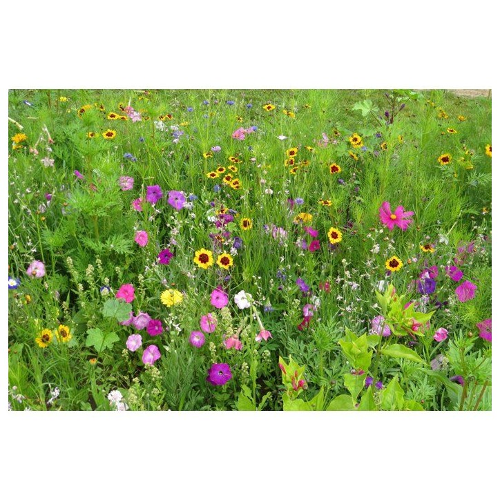 Mélange de fleurs pour papillons - BHS - 230 g - 39 variétés vivaces et annuelles Mélange de fleurs pour papillons - BHS - 230 g - 39 variétés vivaces et annuelles