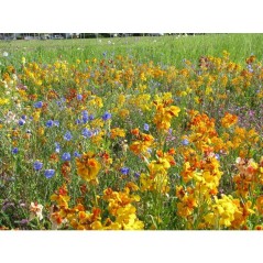 Mélange de fleurs vivaces pour oiseaux - BHS - 230 g - 18 variétés