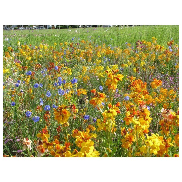 Mélange de fleurs vivaces pour oiseaux - BHS - 230 g - 18 variétés vivaces Mélange de fleurs vivaces pour oiseaux - BHS - 230 g - 18 variétés vivaces
