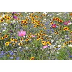 Mélange de fleurs pour abeilles - BHS - 230 g - 26 variétés de fleu
