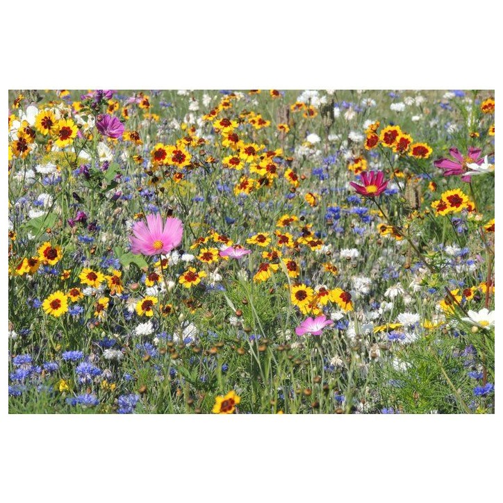 Mélange de fleurs pour abeilles - BHS - 230 g - 26 variétés de fleurs annuelles Mélange de fleurs pour abeilles - BHS - 230 g - 26 variétés de fleurs annuelles