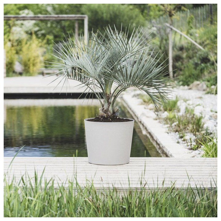 Pot de fleurs Conique Ø 50 cm - EDA - Element - 62,2 L - Intérieur / Extérieur - Ø 49,5 x H. 42 cm - Calcaire Pot de fleurs Conique Ø 50 cm - EDA - Element - 62,2 L - Intérieur / Extérieur - Ø 49,5 x H. 42 cm - Calcaire