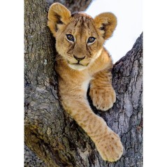 Nathan - Puzzle 1000 pieces - Lionceau du désert - des 14 ans - Encastrement parfait - Collection Vie sauvage - 12001884