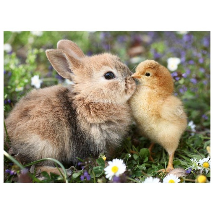Ravensburger - Puzzle 500 pieces - Lapin et poussin (Collection bébés animaux) - des 12 ans - Puzzle de qualité supérieure-1 Ravensburger - Puzzle 500 pieces - Lapin et poussin (Collection bébés animaux) - des 12 ans - Puzzle de qualité supérieure-1