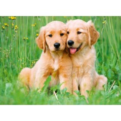 Ravensburger - Puzzle 500 pieces - Les freres Golden Retriever (Collec