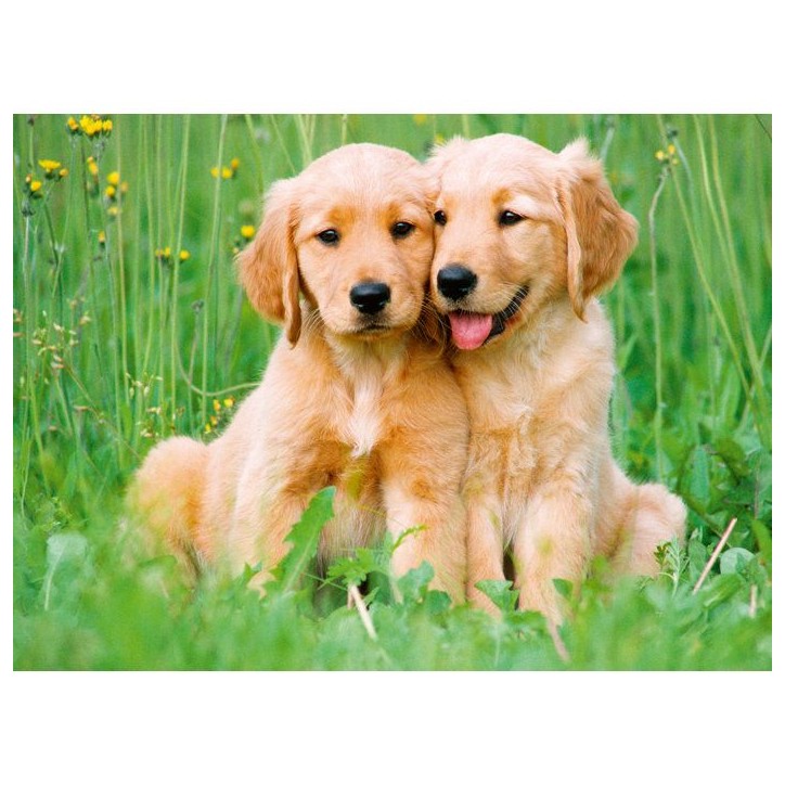 Ravensburger - Puzzle 500 pieces - Les freres Golden Retriever (Collection bébés animaux) - des 12 ans - 12001902 Ravensburger - Puzzle 500 pieces - Les freres Golden Retriever (Collection bébés animaux) - des 12 ans - 12001902