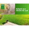 Gazon - BHS - Gazon Rustique Sud - 10kg - Résistant aux conditions se