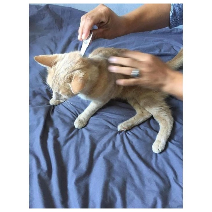 Action Duo pipette - VETOCANIS - Anti-Puces Anti-Tiques Chat Action Duo pipette - VETOCANIS - Anti-Puces Anti-Tiques Chat