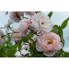 Engrais rosiers arbustes 750 ml - FERTILIGENE - FELROS750