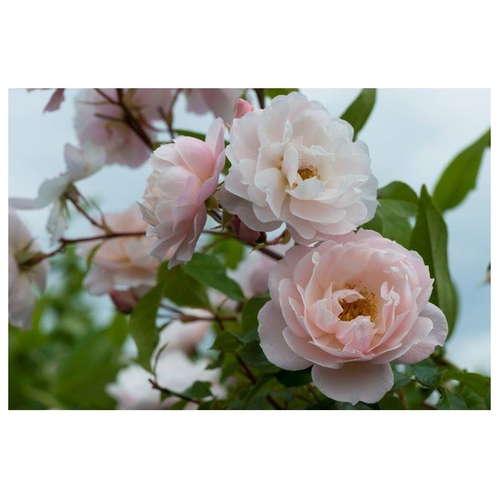 Engrais rosiers arbustes 750 ml - FERTILIGENE - FELROS750 Engrais rosiers arbustes 750 ml - FERTILIGENE - FELROS750