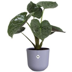 ELHO Lot de 3 pots de fleur rond Jazz - Ø14xH13,1, Ø16xH15,3, Ø19
