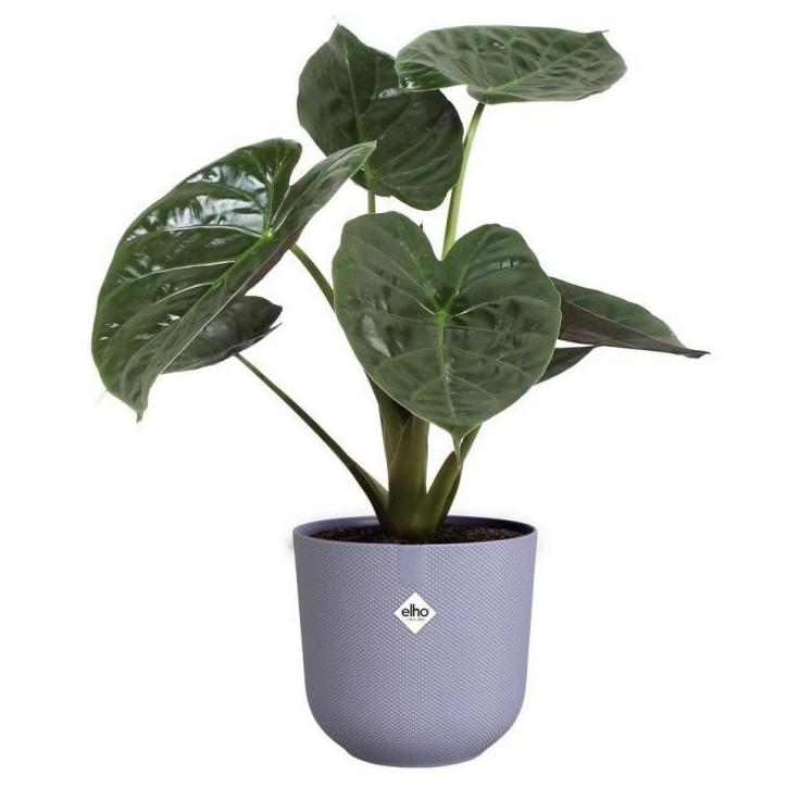 ELHO Lot de 3 pots de fleur rond Jazz - Ø14xH13,1, Ø16xH15,3, Ø19xH17,6 cm - 7 L - Lila et Blanc