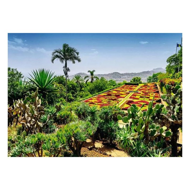 Puzzle 1000 pieces - NATHAN JEUX - Ravensburger - Botanique - Paysage et nature - Multicolore Puzzle 1000 pieces - NATHAN JEUX - Ravensburger - Botanique - Paysage et nature - Multicolore