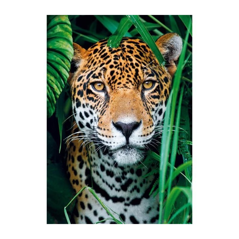 Puzzle 500 pieces + poster : Jaguar dans la jungle Puzzle 500 pieces + poster : Jaguar dans la jungle