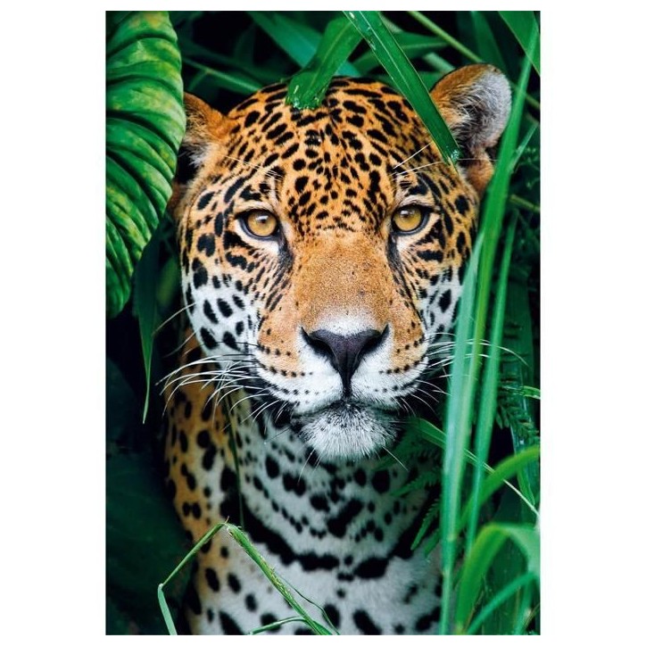 Puzzle 500 pieces + poster : Jaguar dans la jungle