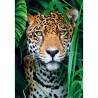 Puzzle 500 pieces + poster : Jaguar dans la jungle
