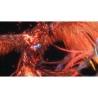 FINAL FANTASY XVI - Jeu PS5