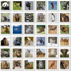 Identic Animaux - Jeu de mémoire - EDUCA - 72 cartes, développe mém