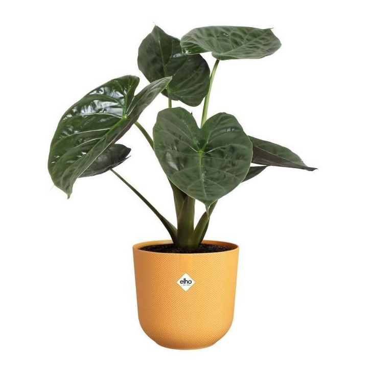 ELHO Pot de fleur Jazz Rond - Jaune - Ø 34.5 x H 32 cm - Intérieur - 100% recyclé ELHO Pot de fleur Jazz Rond - Jaune - Ø 34.5 x H 32 cm - Intérieur - 100% recyclé