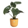 ELHO Pot de fleur Jazz Rond - Jaune - Ø 34.5 x H 32 cm - Intérieur -