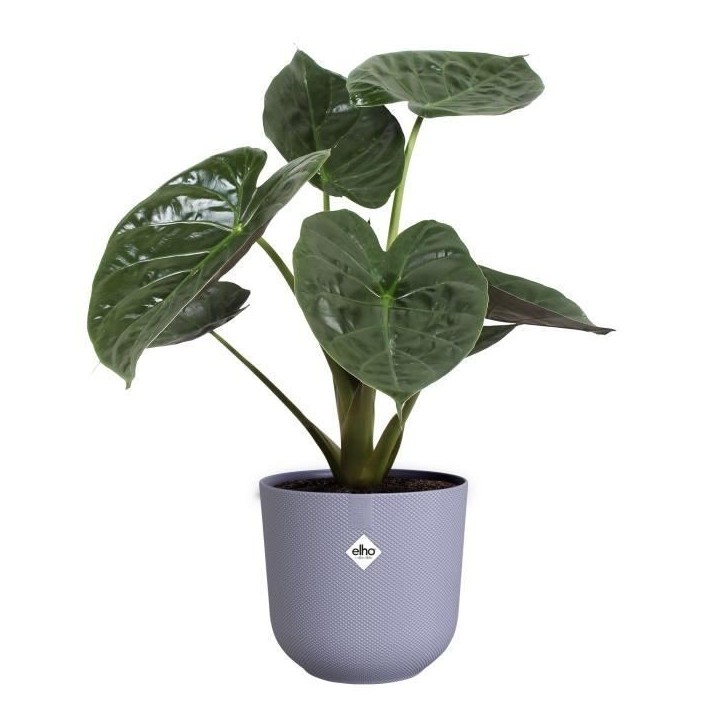 ELHO Pot de fleur Jazz Rond - Violet - Ø 34.5 x H 32 cm - Intérieur - 100% recyclé ELHO Pot de fleur Jazz Rond - Violet - Ø 34.5 x H 32 cm - Intérieur - 100% recyclé