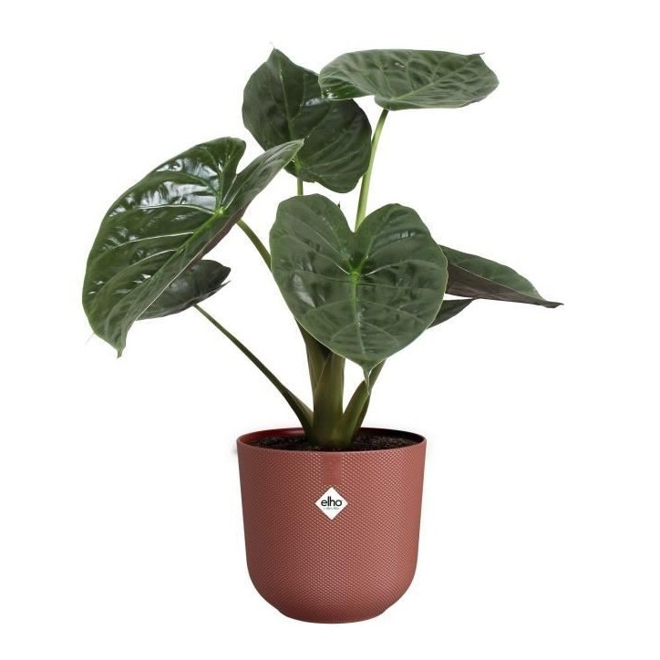 ELHO Pot de fleur Jazz Rond - Rouge - Ø 34.5 x H 32 cm - Intérieur - 100% recyclé ELHO Pot de fleur Jazz Rond - Rouge - Ø 34.5 x H 32 cm - Intérieur - 100% recyclé