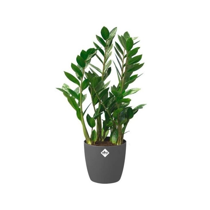 ELHO Pot de fleurs rond Brussels avec roues - Ø 39 x H 37 cm - Intérieur - 100% recyclé - Noir ELHO Pot de fleurs rond Brussels avec roues - Ø 39 x H 37 cm - Intérieur - 100% recyclé - Noir