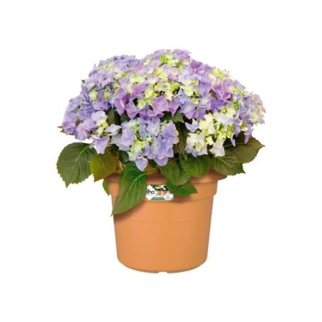 ELHO Pot de fleurs Rond GREEN BASICS - Plastique - Ø38,8 x H30 cm - Terre cuite doux