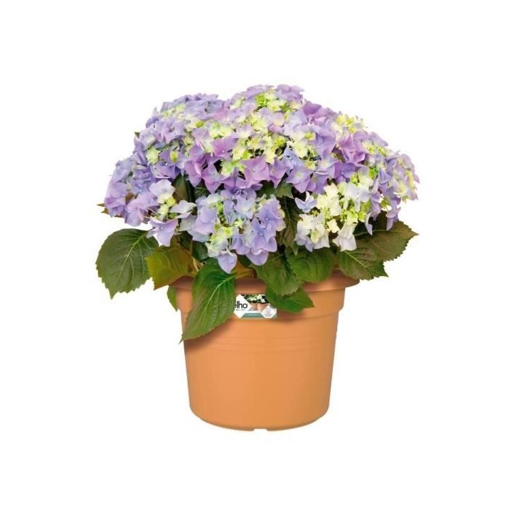 ELHO Pot de fleurs Rond GREEN BASICS - Plastique - Ø38,8 x H30 cm - Terre cuite doux ELHO Pot de fleurs Rond GREEN BASICS - Plastique - Ø38,8 x H30 cm - Terre cuite doux