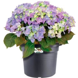 ELHO Pot de fleurs Rond GREEN BASICS - Plastique - Ø43,8 x H33,8 cm -