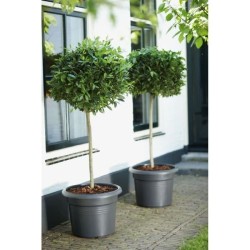 ELHO Pot de fleurs Rond GREEN BASICS - Plastique - Ø43,8 x H33,8 cm -