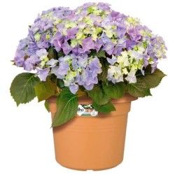 ELHO Pot de fleurs Green Basics cilinder - Ø 43,8 x H 33,8cm - Terre