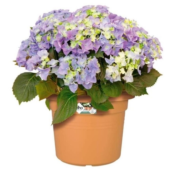 ELHO Pot de fleurs Green Basics cilinder - Ø 43,8 x H 33,8cm - Terre cuite doux ELHO Pot de fleurs Green Basics cilinder - Ø 43,8 x H 33,8cm - Terre cuite doux