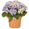 ELHO Pot de fleurs Green Basics cilinder - Ø 43,8 x H 33,8cm - Terre